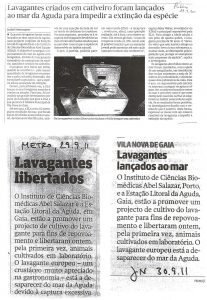 Lavagantes criados em cativeiro foram lançados ao mar da Aguda para impedir a extinção da espécie | Lavagants libertados | Lavagantes Lançados ao mar