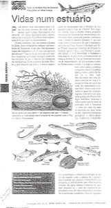 Vidas num estuário